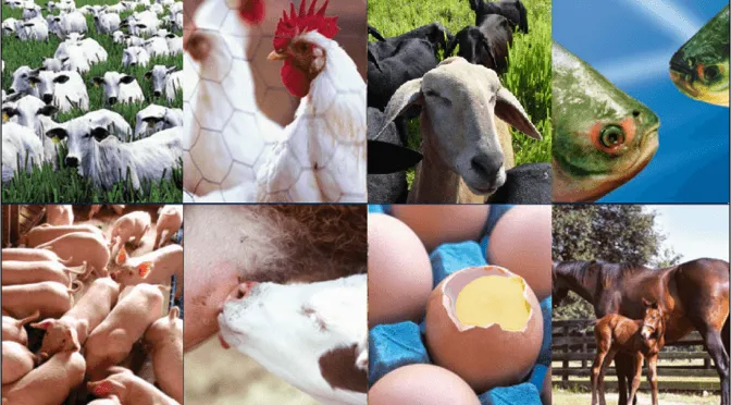 bem-estar animal